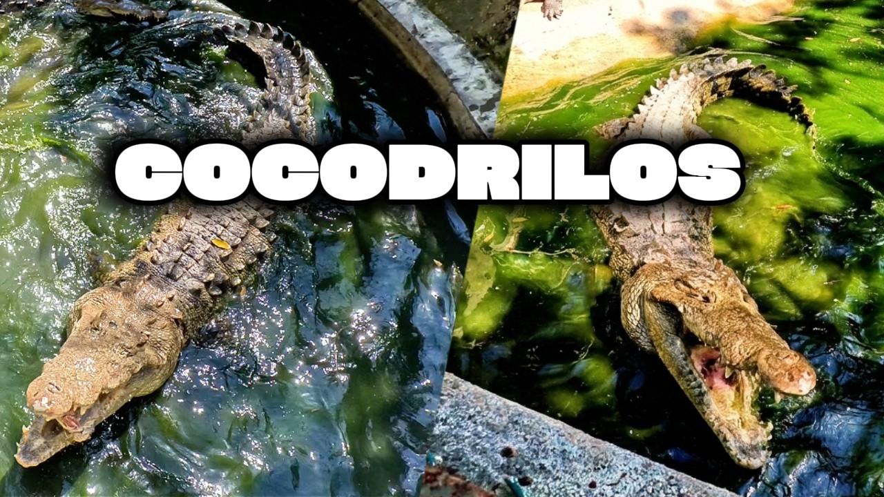 Visitando una granja de COCODRILOS en Jalisco| 