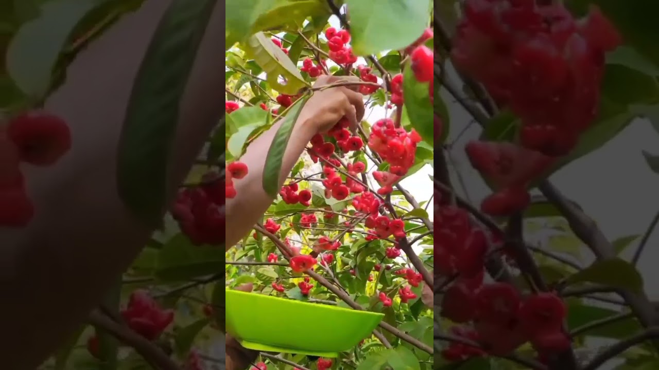 jambu air kancing merah #jambuair #buahjambu