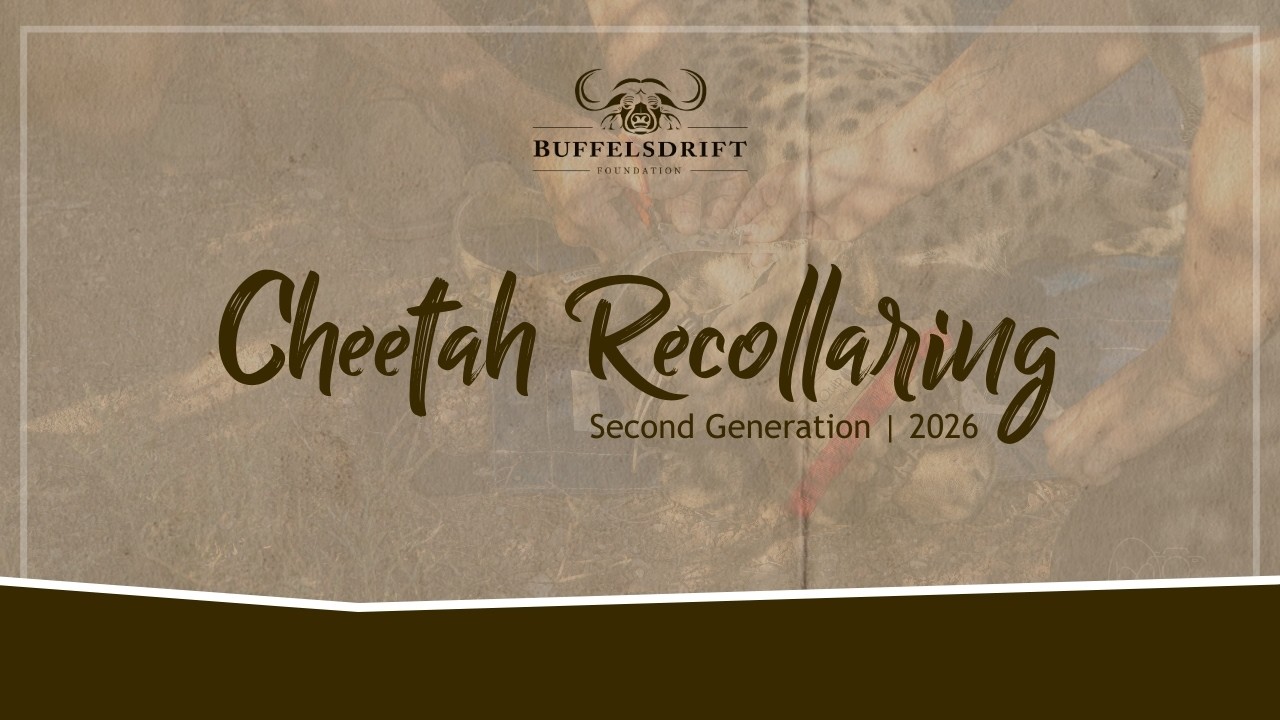 Wildlife Conservation | Cheetah Recollaring | Second Generation