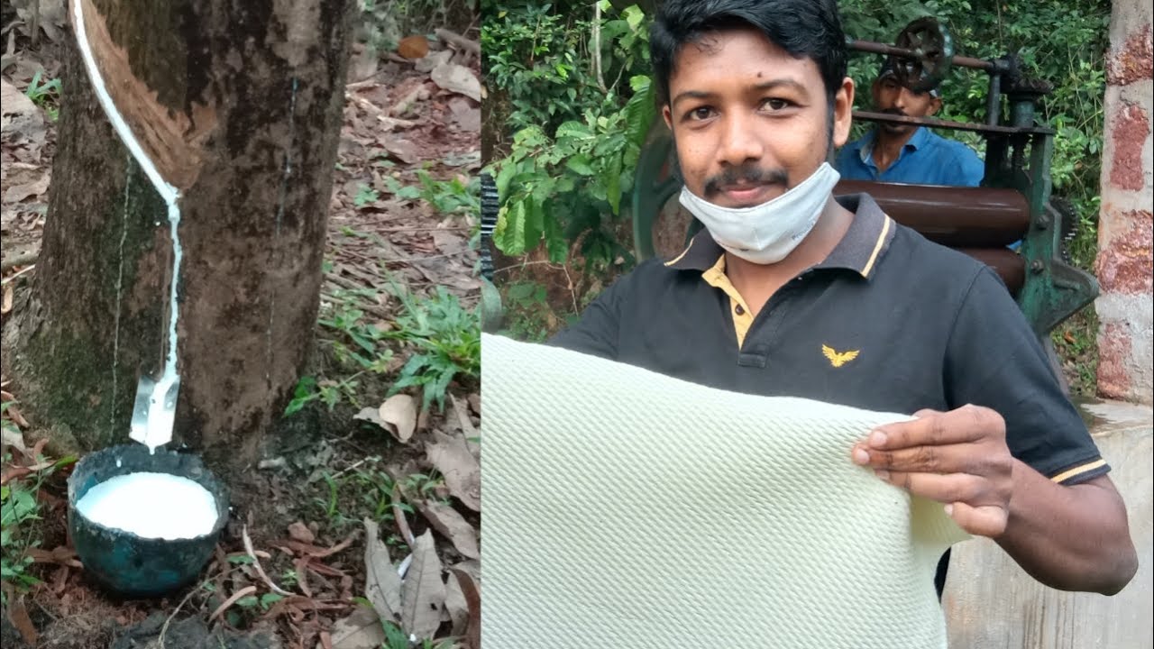 Amazing Natural Rubber Farm | Rubber Sheet Making Process | Natural Rubber Processing