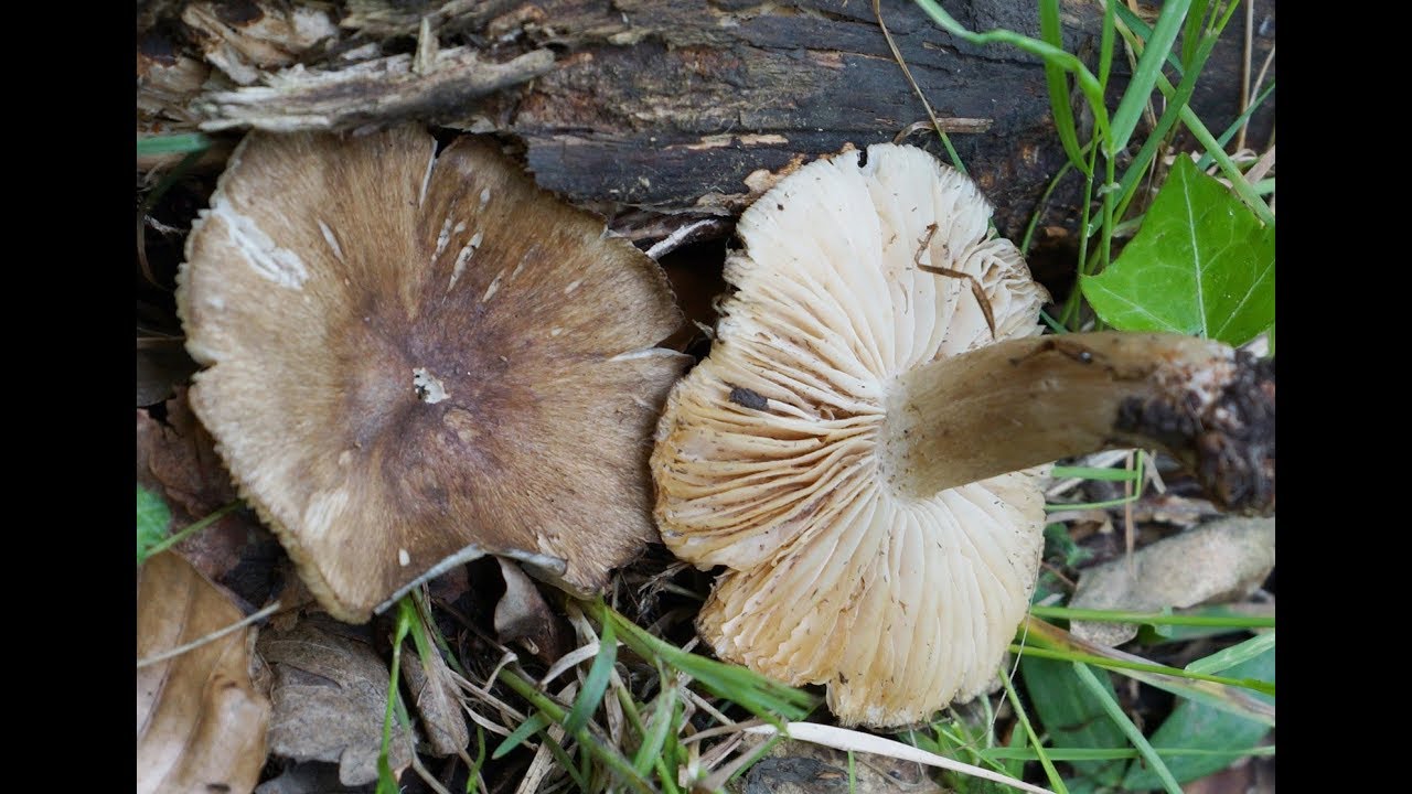 Megacollybia platyphylla Pers  Kotl  & Pouzar 1972