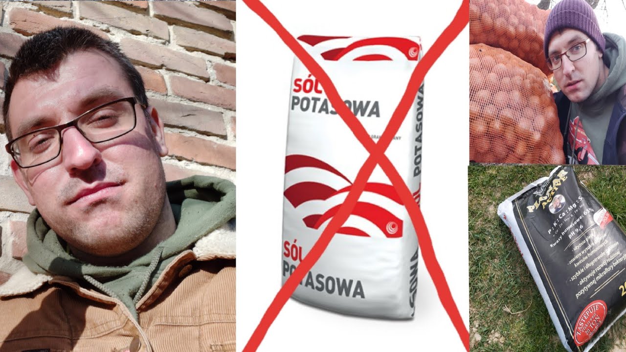 Uprawa ziemniaka #3 Jakie Nawożenie Stosuje ? Dlaczego nie daje Soli Potasowej ?
