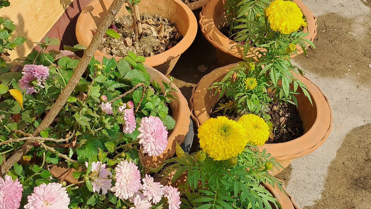 Daily vlog #gardening আমার শখের  ছাদ বাগান 🌷🌷