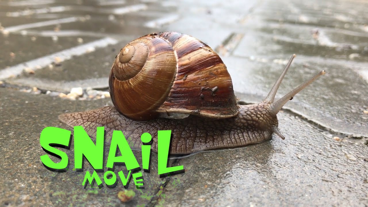 Snail move 2  : Animal Video