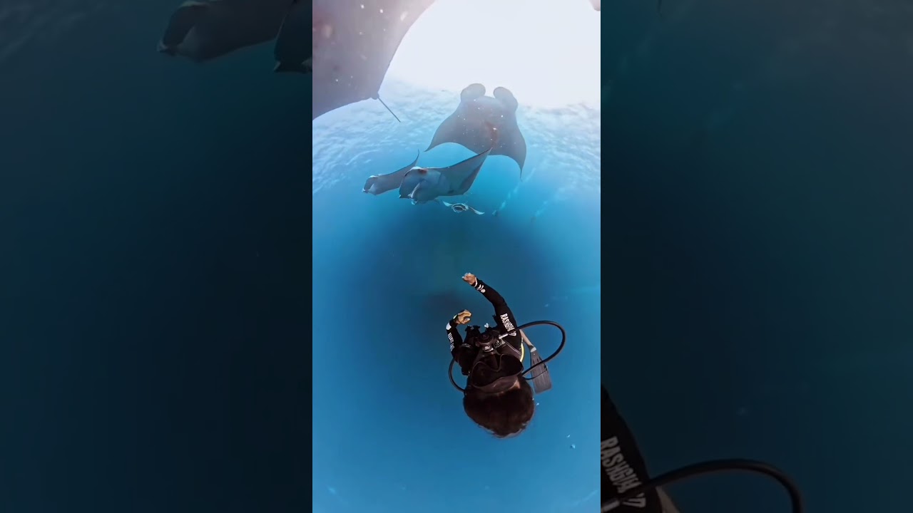 360 Mantas 