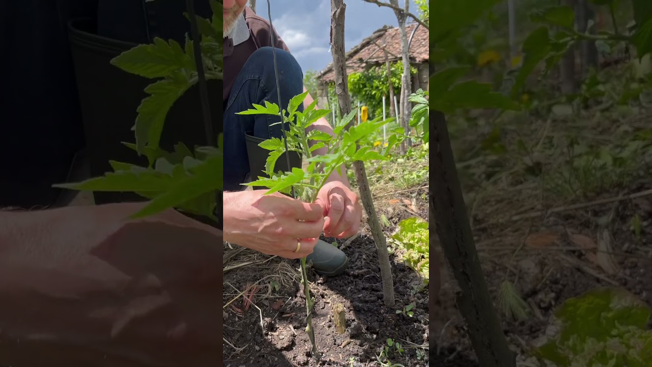 ENTUTORADO de TOMATERAS con cuerdas.🍅 Plantam&aacute;s m&aacute;s fuertes y mayor polinizaci&oacute;n 🌱💪🏻