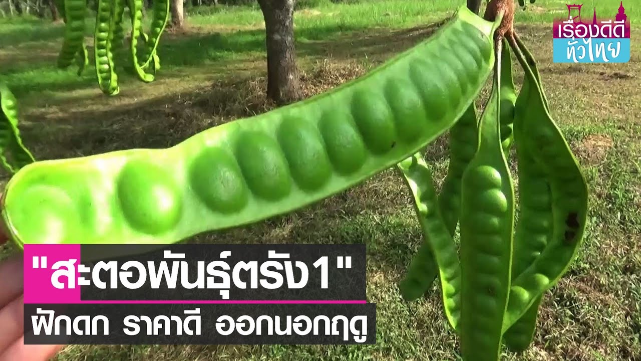 ตรัง 1 สะตอพันธุ์ดีพื้นถิ่นปักษ์ใต้ I เรื่องดีดีทั่วไทย I 10-08-64