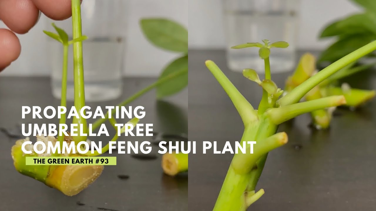 #93 Schefflera Plant Cuttings: Tips On Propagating Cuttings From Schefflera/Umbrella Tree