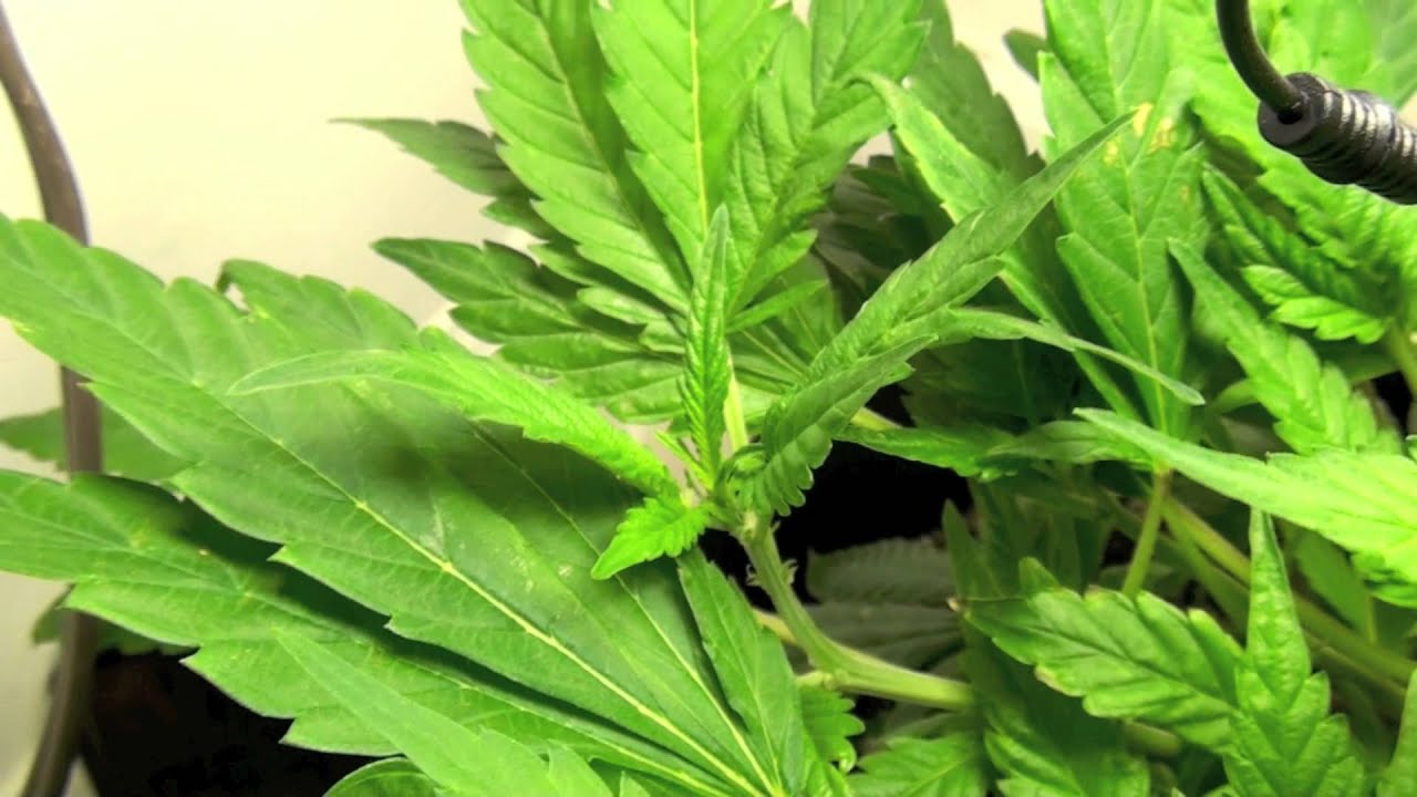 Lemon Thai Wax & Plant Talk