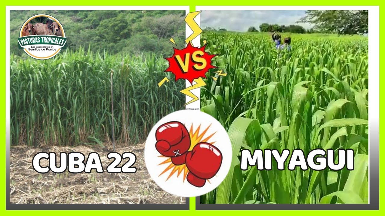 Pasto Cuba 22 Vs. Pasto Miyagui 💪🌿#ganaderiacolombiana #ganaderoscolombia