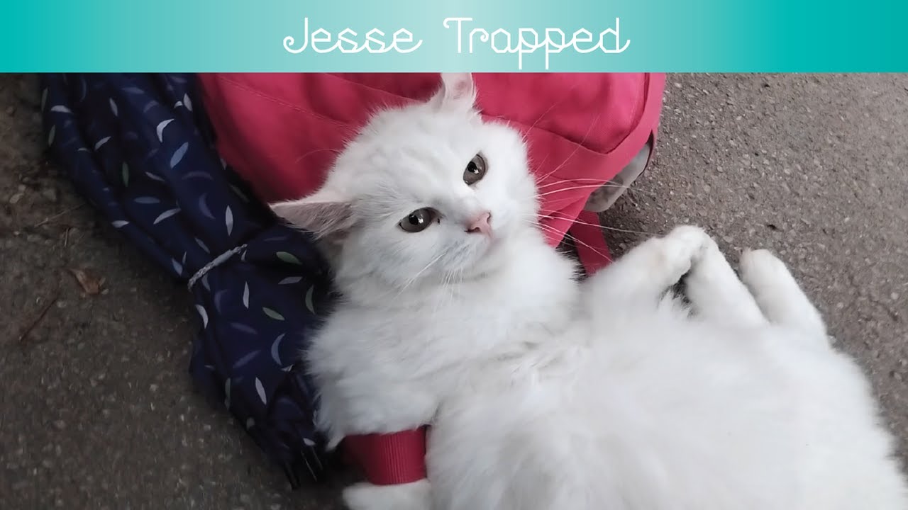 Jesse Trapped