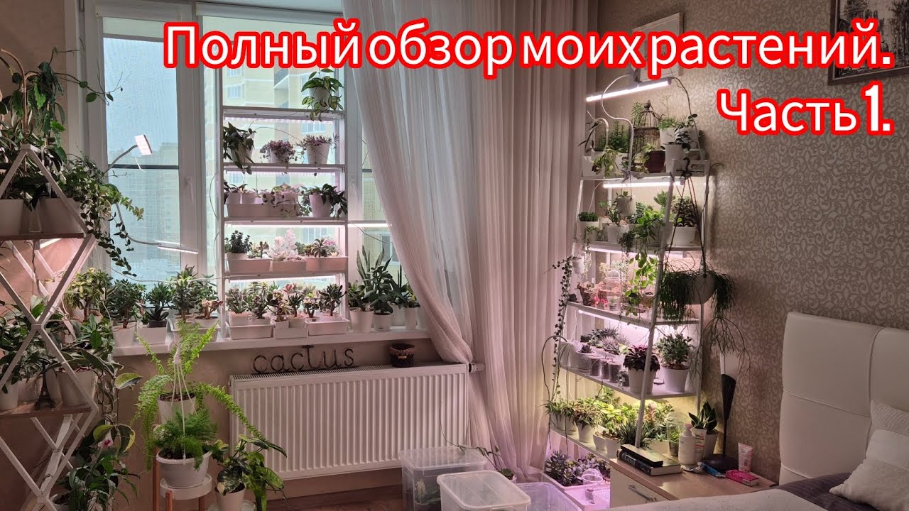 Не кактусами едиными🌸 | Часть 1🌱 #plants #succulent #cactus #flowers 