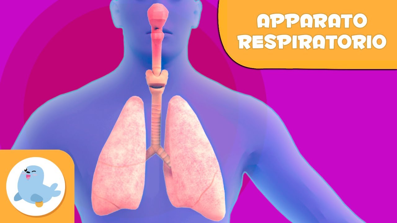 L'apparato respiratorio | Il corpo umano per bambini