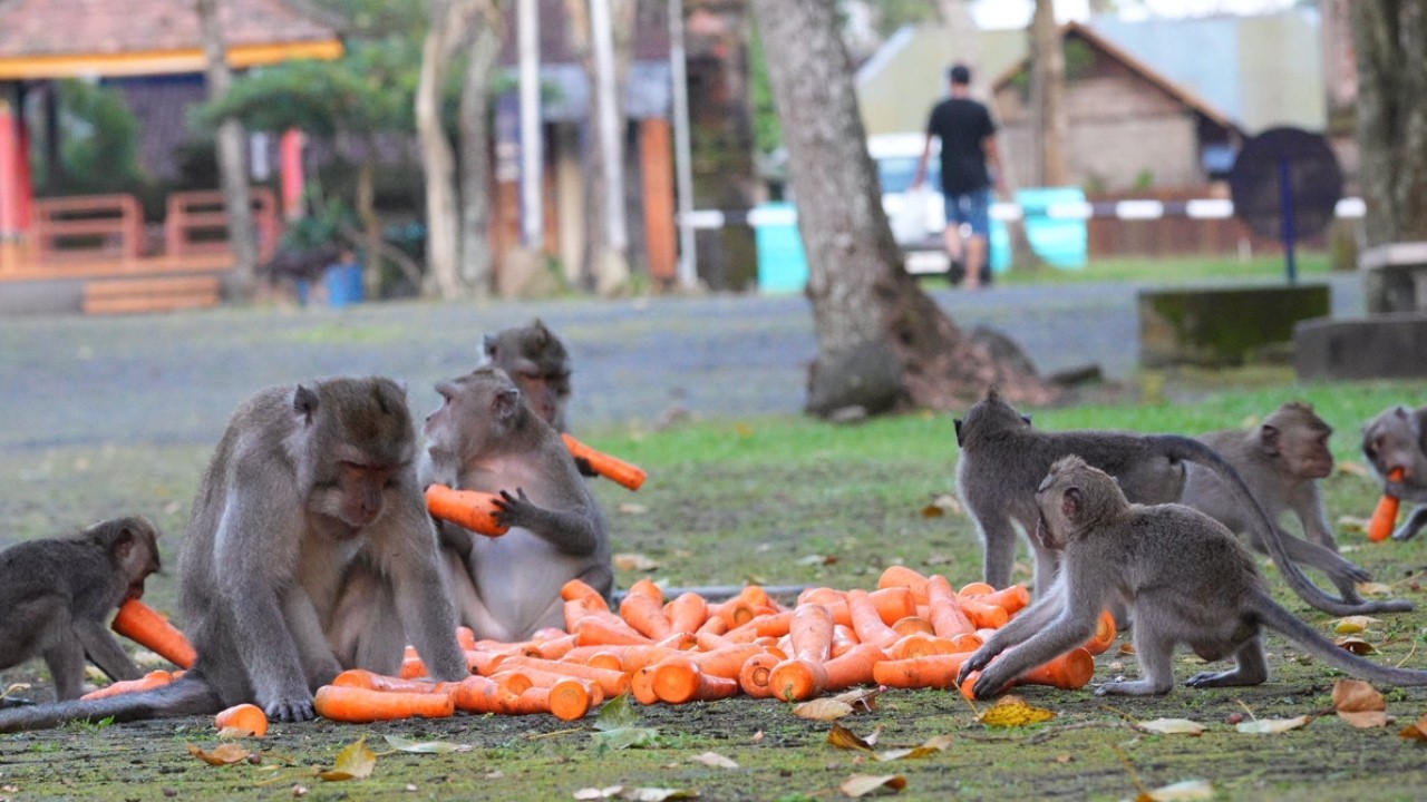 Pesta wortel di sore hari