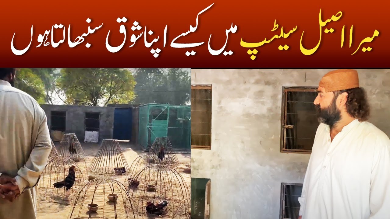 My Aseel Setup - Aseel Cages Dera Iqbal Khan Punokhel