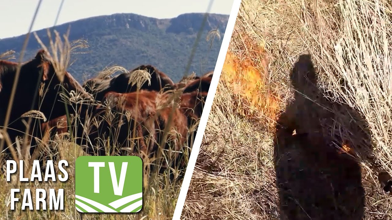 Fire ecology with Prof Kevin Kirkman : Farm TV 4 Jan 2023