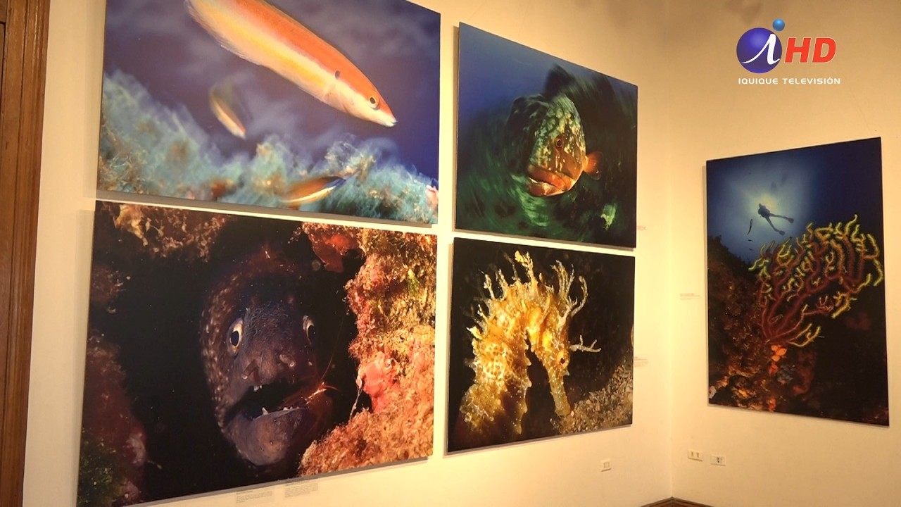 Imperdible panorama: expo “Mar de Campeones” (11.02.2026)