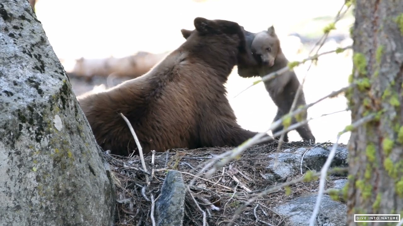 Mother Black Bear & Her Adorable Bear Cub in Sequoia National Park - California