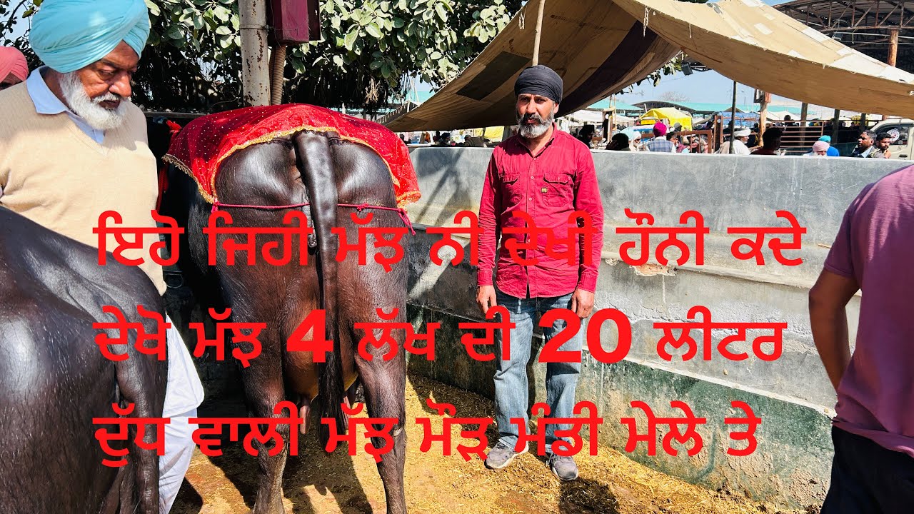 Maur mandi pasu mela