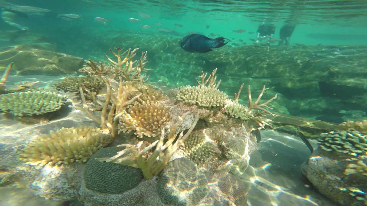 Discovery Cove 2016