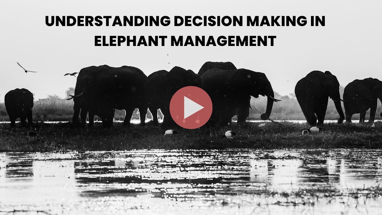 Understanding Decision Making In Elephant Management