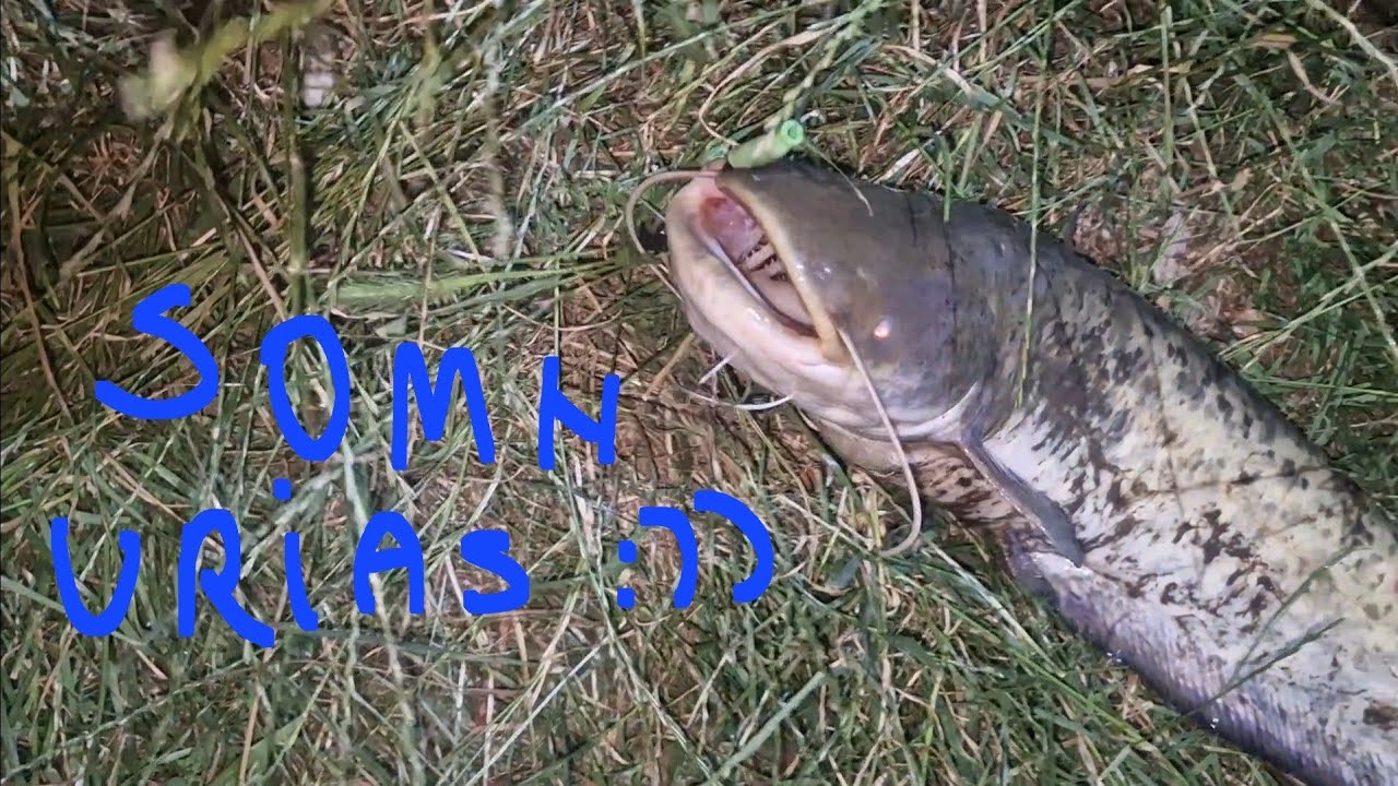 Ce Somn Am Prins pe Râul Mureș?! Nici Eu N-am Crezut! 😂