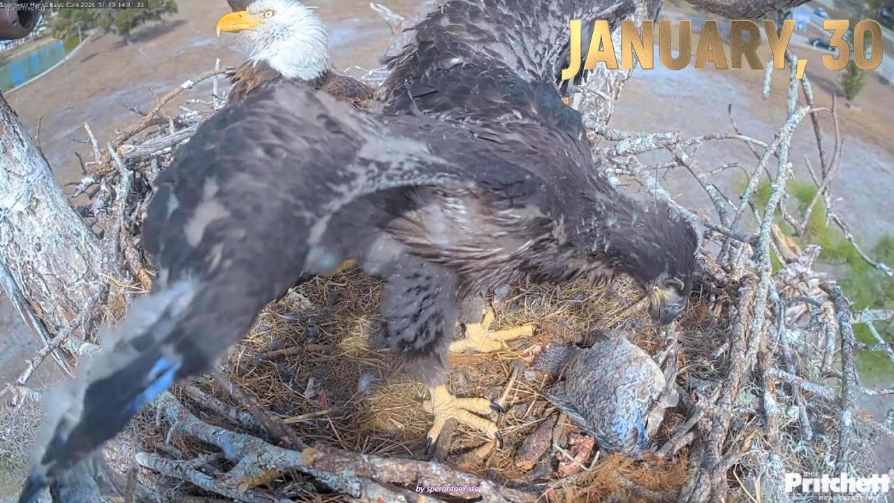 SWFL Eagles - January, 30 - E26 Adventures
