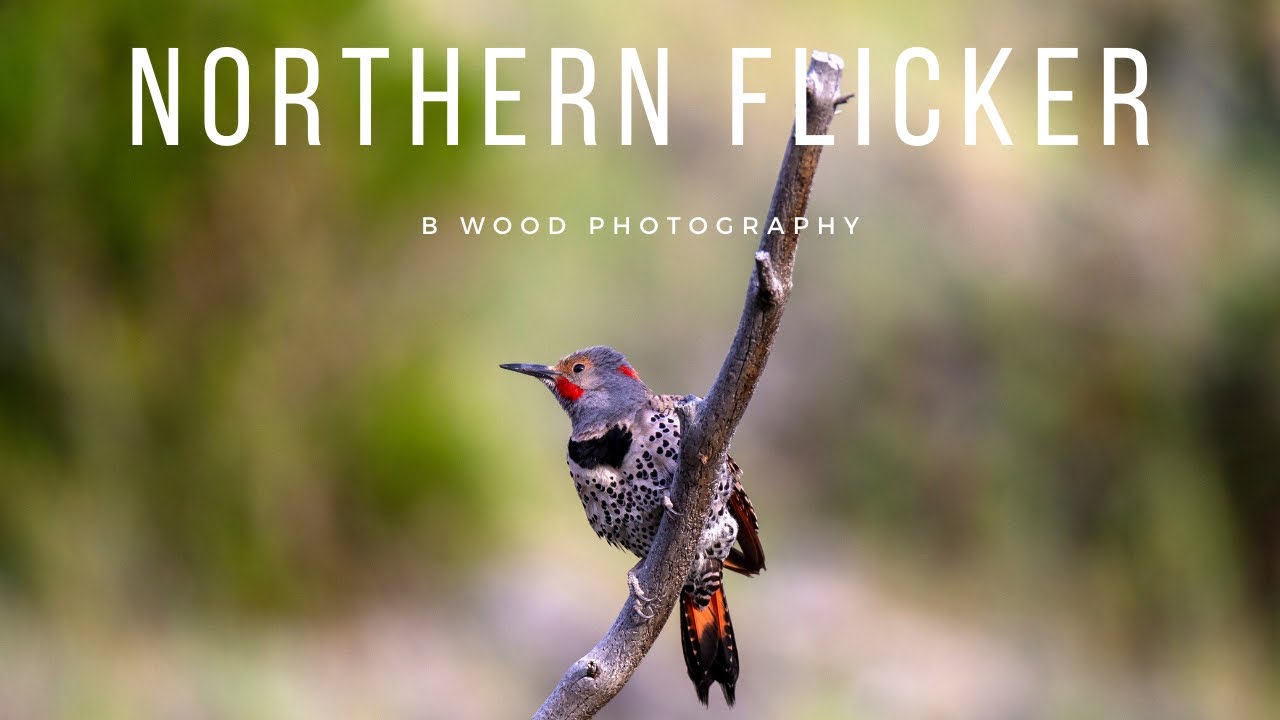 Northern (Red-shafted) Flicker | Nature Notes 🐦