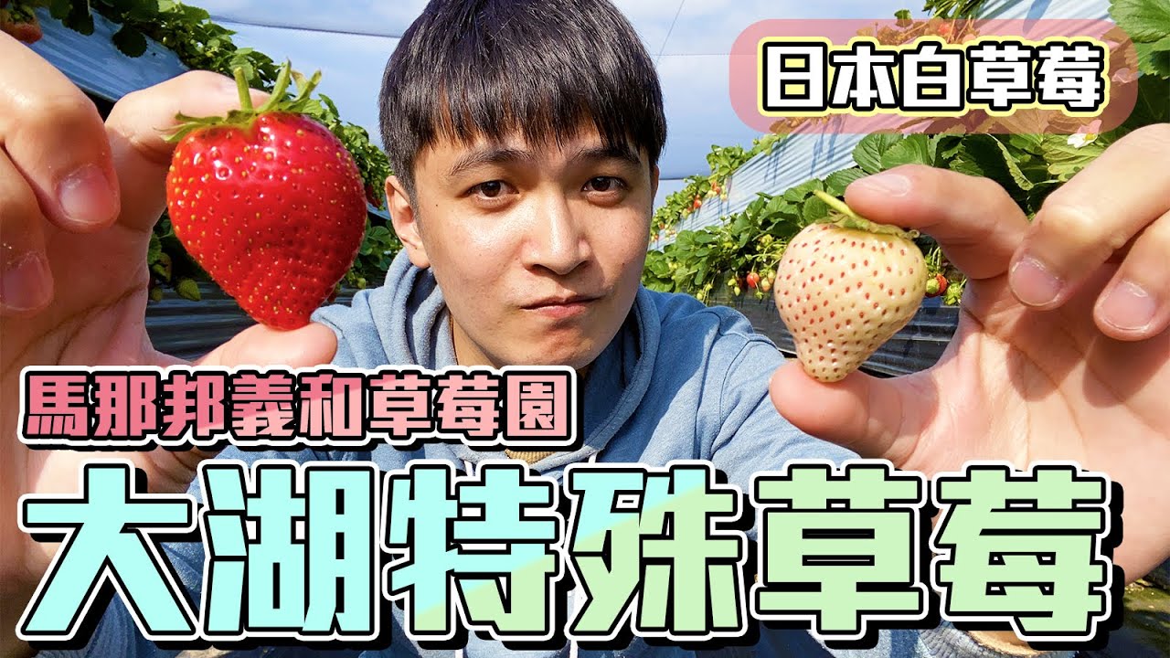 【尋農高手】苗栗大湖超讚草莓園介紹，超好吃美姬草莓，人生第一次吃白草莓！馬那邦義和草莓園！