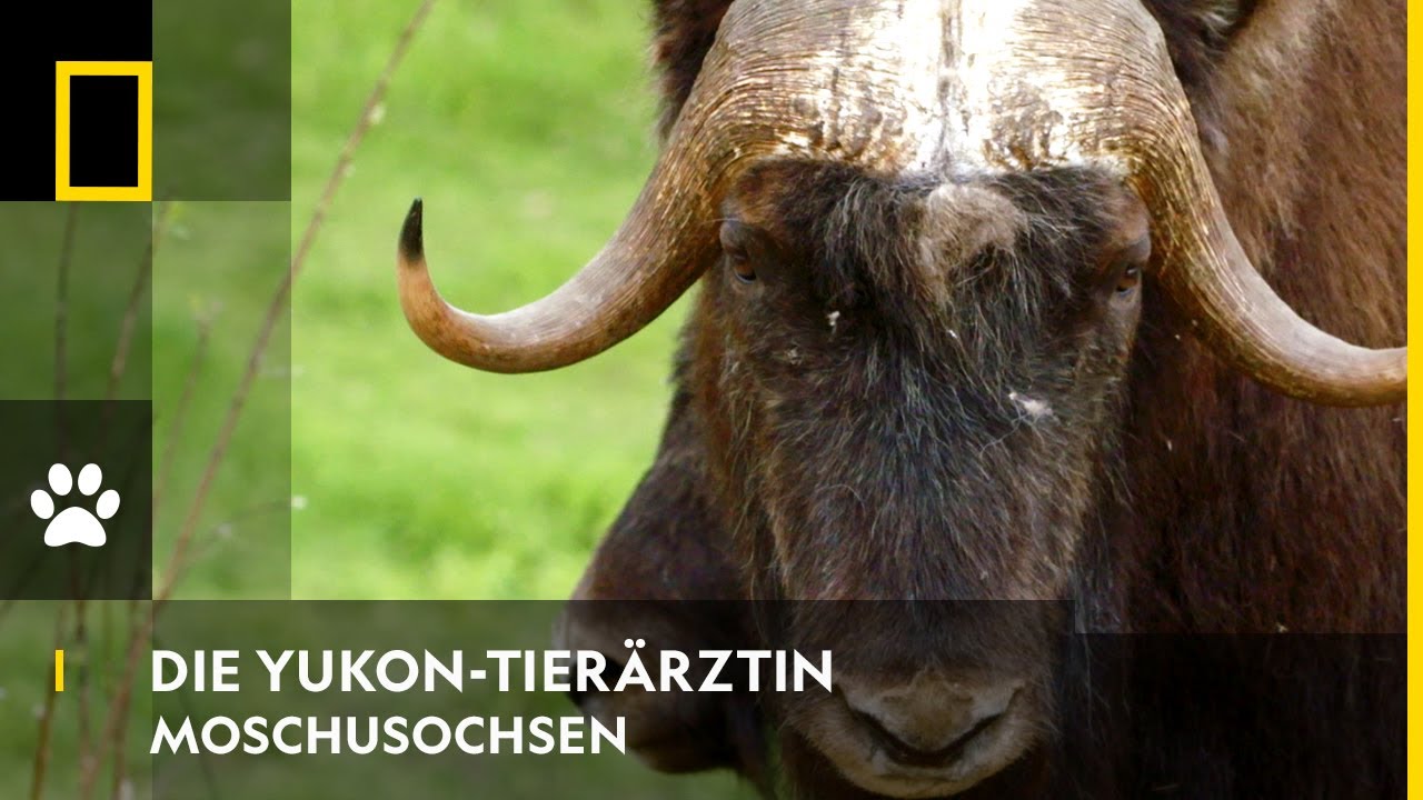 DIE YUKON-TIER&Auml;RZTIN - Moschusochsen | National Geographic