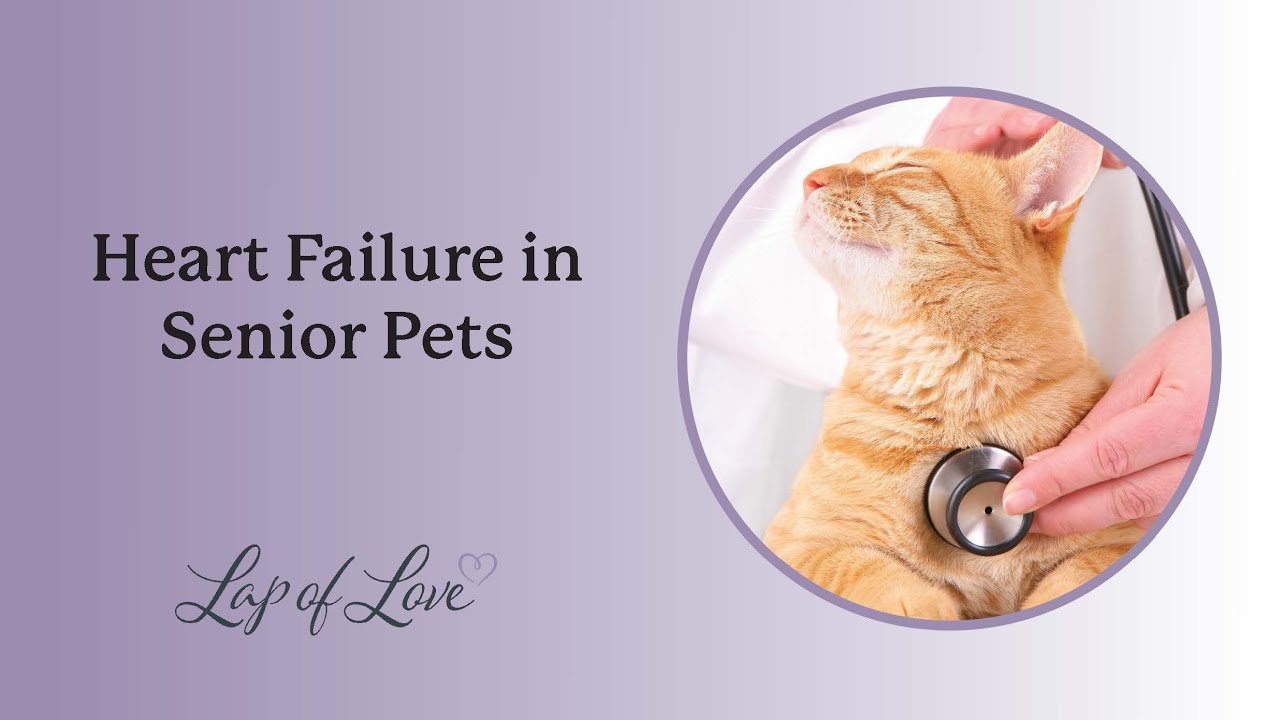 Heart Failure In Senior Pets