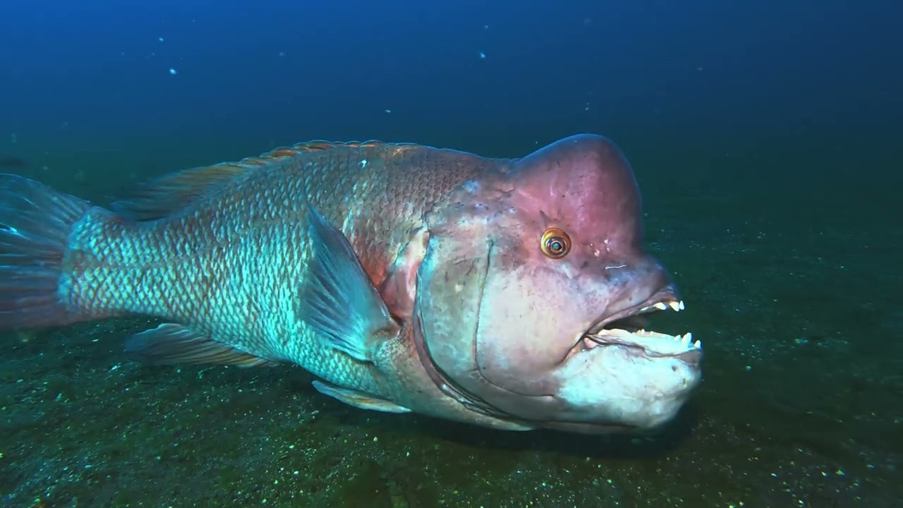 【映像記録】ちょうど1年前、大瀬崎湾内に現れたデカいコブダイと並んで泳いだ記録- Asian sheepshead wrasse