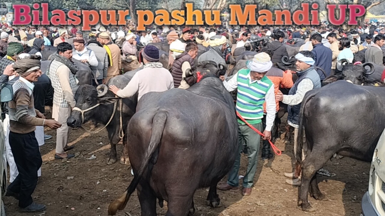 07 02 Bilaspur pashu Mandi 2026 new video | Bilaspur pashu bazar up | Bilaspur buffalo Mandi