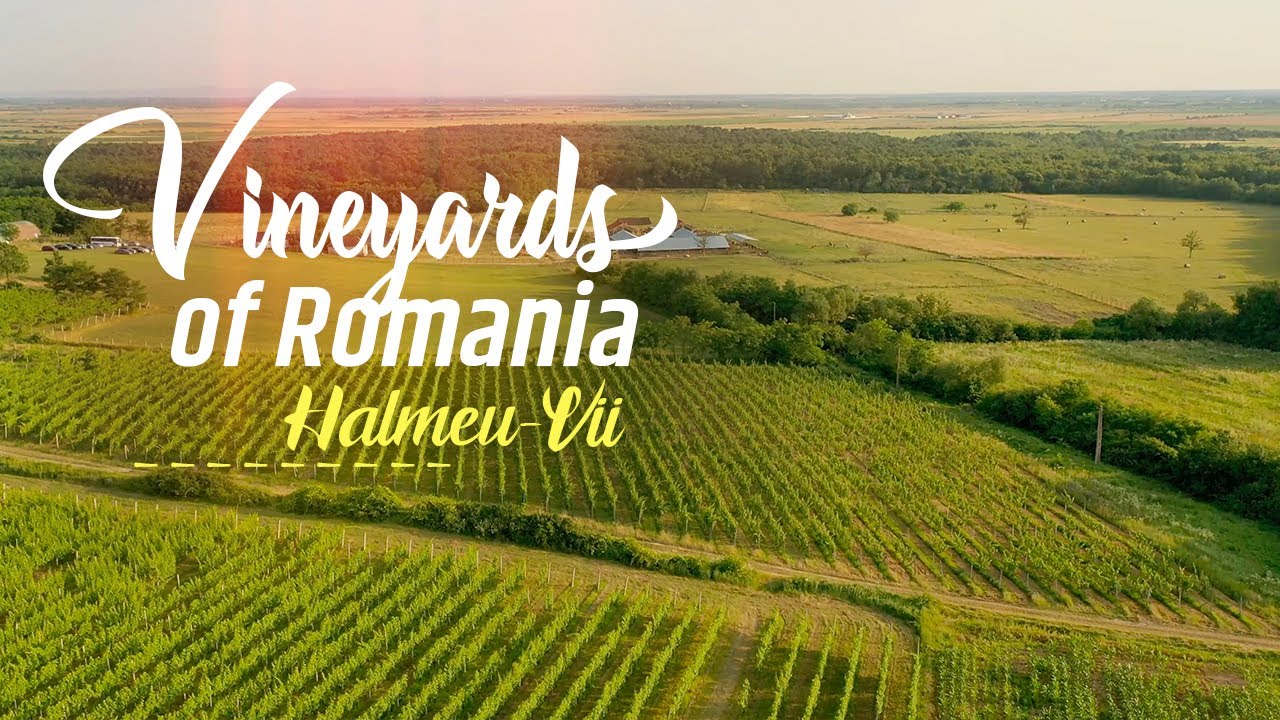 Vineyards of Romania - Halmeu-Vii