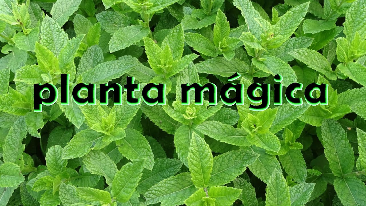 BENEFICIOS e historia de la MENTA, una PLANTA M&Aacute;GICA!!
