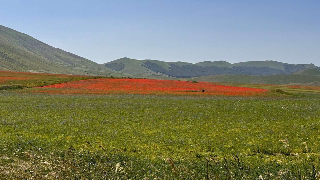 Castelluccio di Norcia fioritura - Pantani di Accumoli 30/06/2024