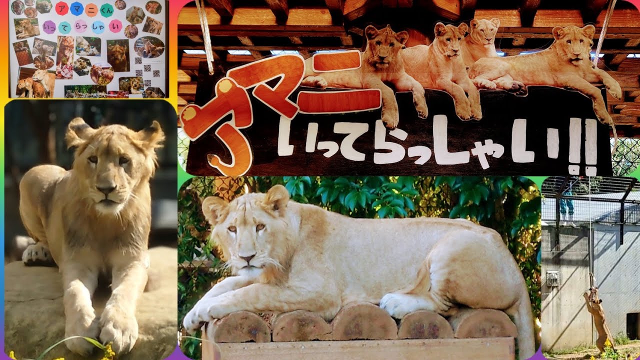 徳島動物園　😺アマニのお別れ会😸最後の平和トリオ😿10月29日