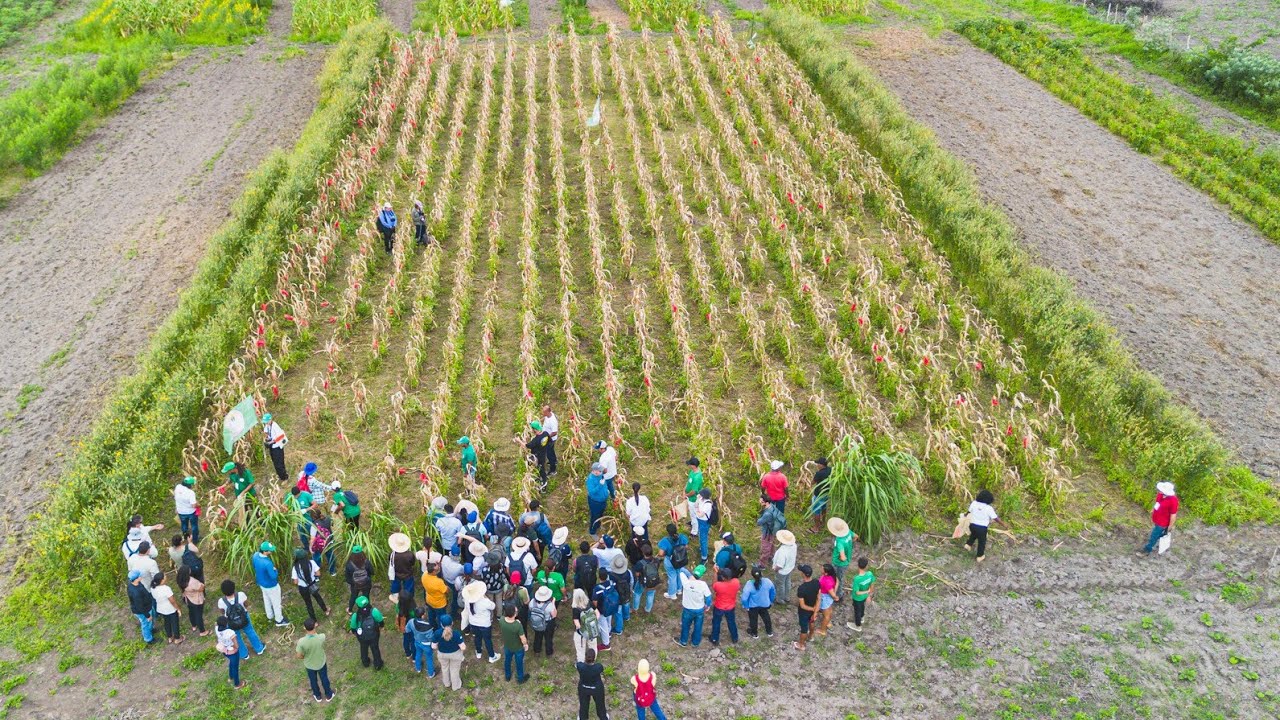 Corredores Agroecológicos, uma estratégia para produzir e preservar/Raízes Agroecológicas @embrapa 