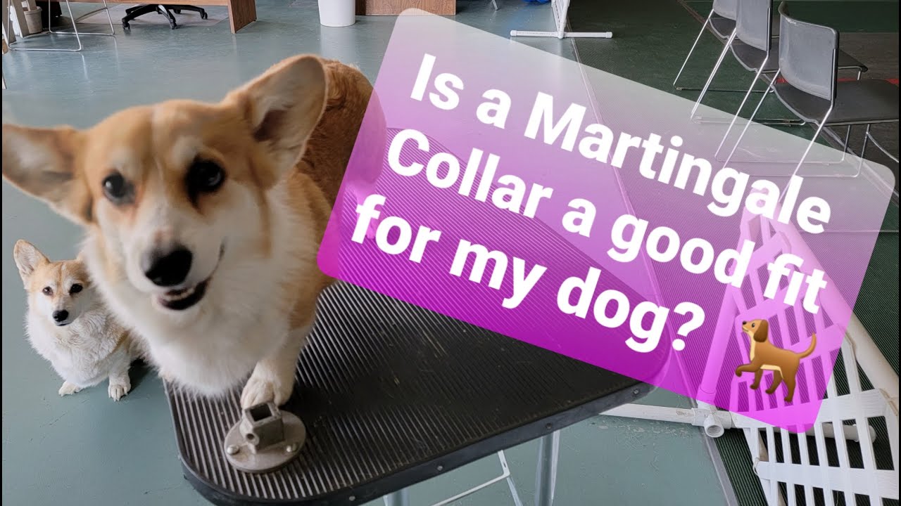 What is a Martingale collar? ~ 4 types