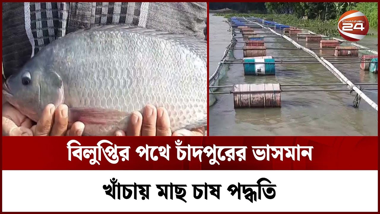 ডাকাতিয়া নদীর পানি দূষণের কারণে বিলুপ্তির পথে চাঁদপুরের ভাসমান খাঁচায় মাছ চাষ পদ্ধতি | Channel 24