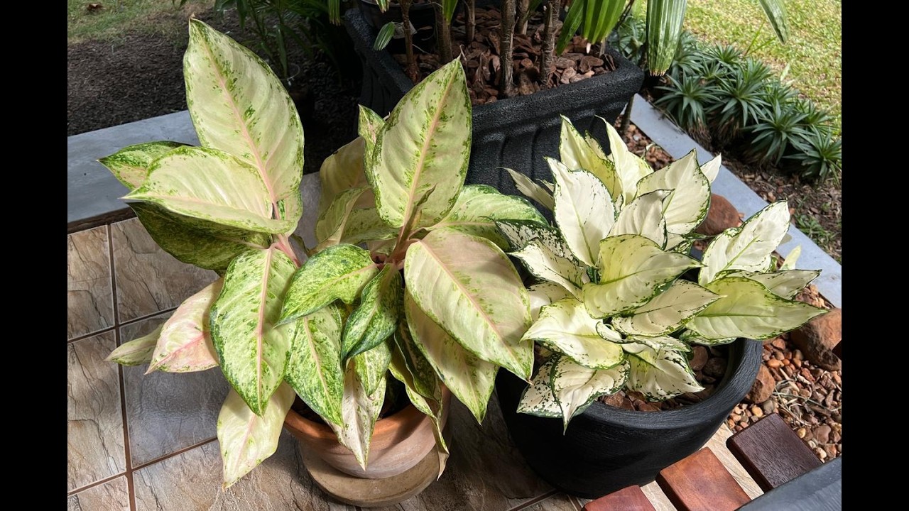 DIA DE CUIDAR DAS PLNTAS. ESSES CUIDAOS SÃO O MOTIVO DE TANTA BELEZA POR AQUI.  Ateliê Florescer