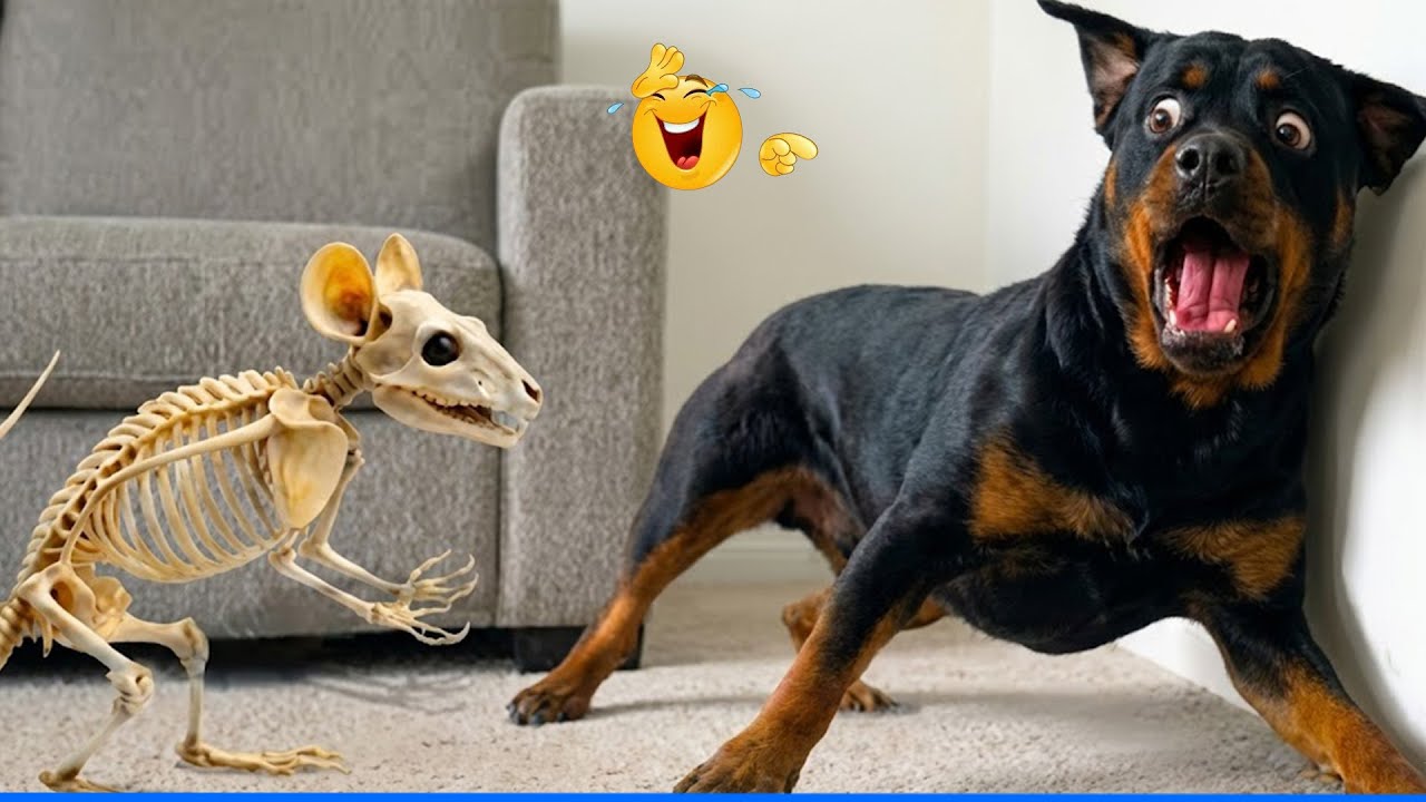Best Of The Funny Animal Videos 😹🐶 Funniest Dog Moments Ever Recorded 🤣