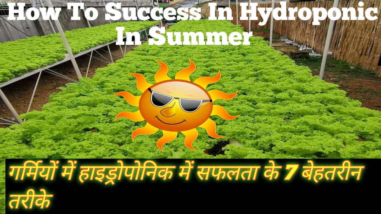 How To Success In Hydroponic in Summer! How To Down Temperature in Summer! Down Your Net House Temp.