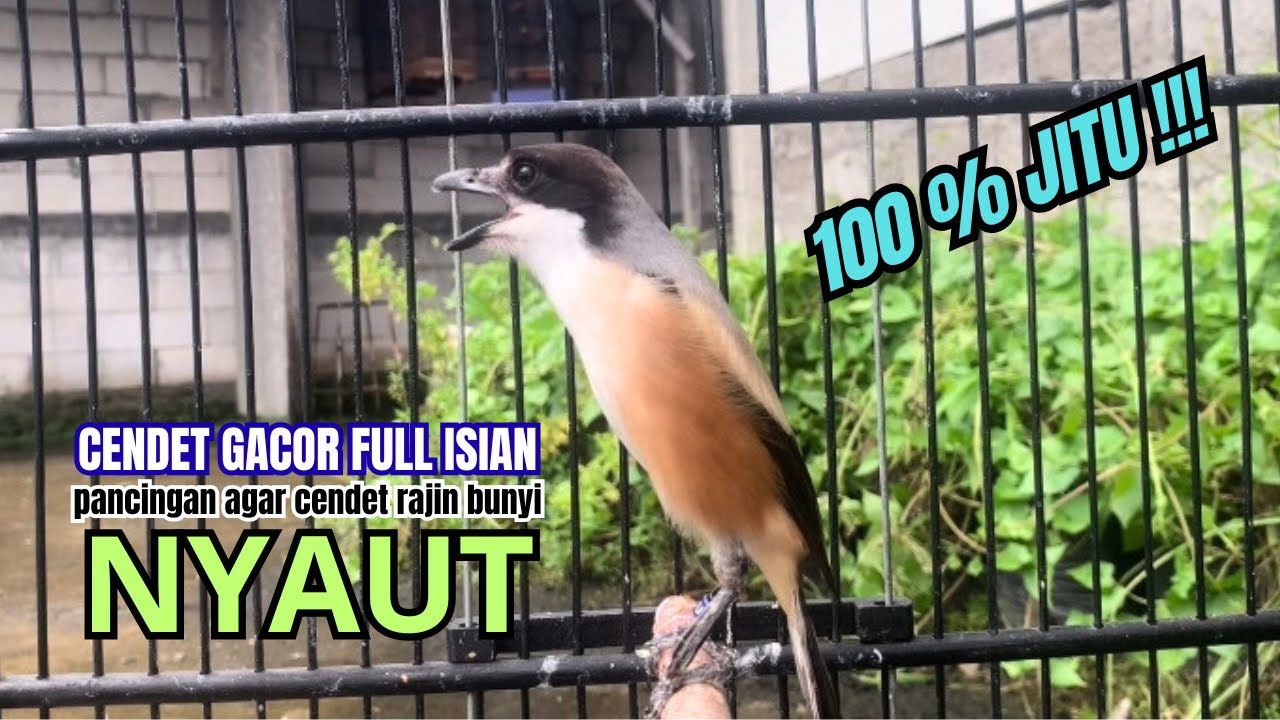 burung cendet gacor MATERI KASAR untuk PANCINGAN CENDET AGAR BUNYI bikin BURUNG PENTET GACOR EMOSI