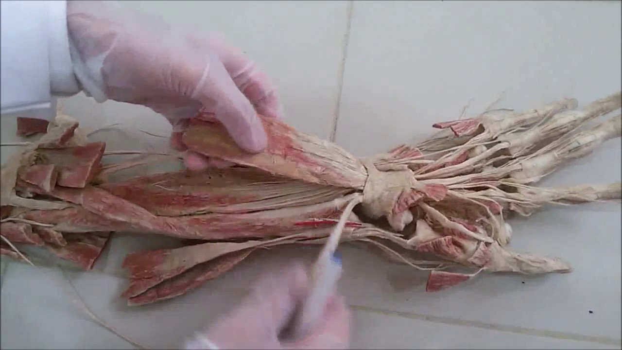 Anatomy of the Forearm & Hand (Subtitled)