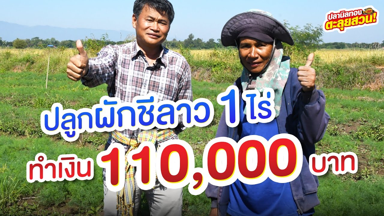 ตะลุยสวน EP.55 ตอน ปลูกผักชีลาว 1 ไร่ ทำรายได้ 110,000 บาท!!