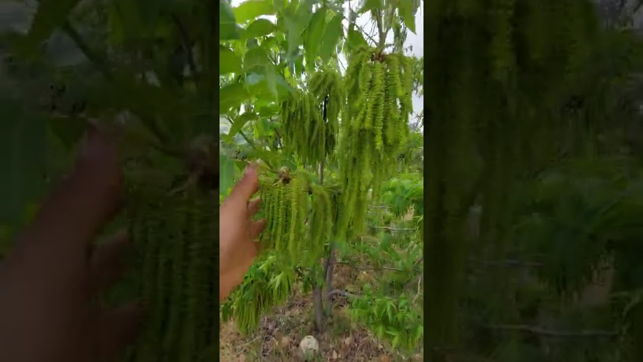 شجرة 🌳جوز  البيكان الامريكي او شجرة🌳 جوز الطقطاق🌳