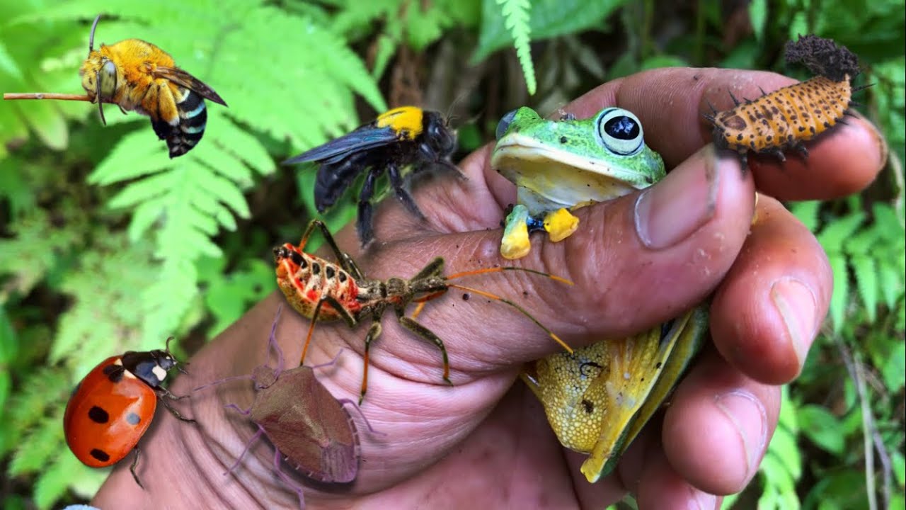 Is this green frog dangerous‼️catch carpenter bee, bumblebee, ladybug, assassin bug, tortoise larvae