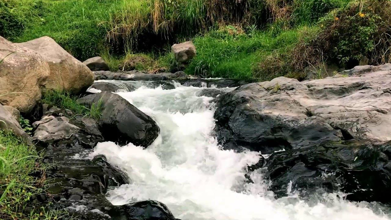 Calm Forest Ambience with Serene Nature ASMR for Mood Boost, Tinnitus Relief & Concentration