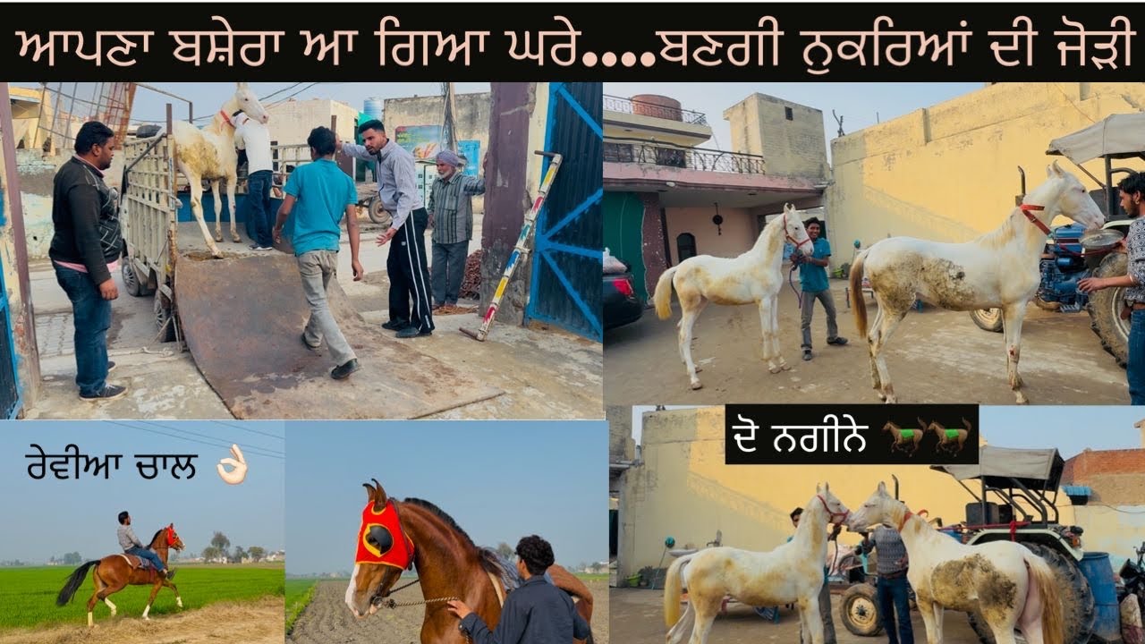 ਆਪਣਾ ਬਸ਼ੇਰਾ ਆ ਗਿਆ ਘਰੇ….ਬਣਗੀ ਨੁਕਰਿਆਂ ਦੀ ਜੋੜੀ…